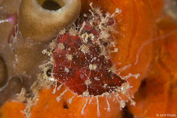 Walkeria tuberosa