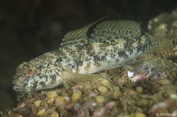 Zosterisessor ophiocephalus