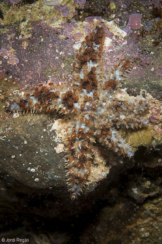 Club de Inmersión Biología :: 18. Estrellas de mar, Marthasterias glacialis