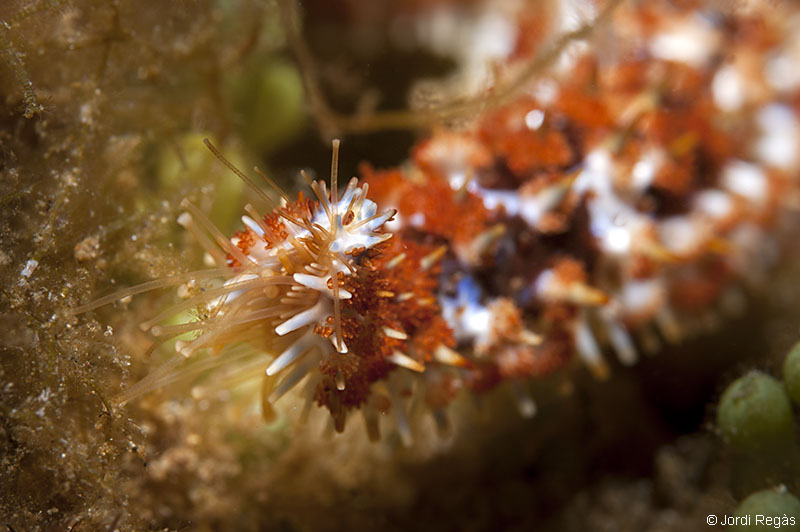 Club de Inmersión Biología :: 18. Estrellas de mar, Marthasterias glacialis