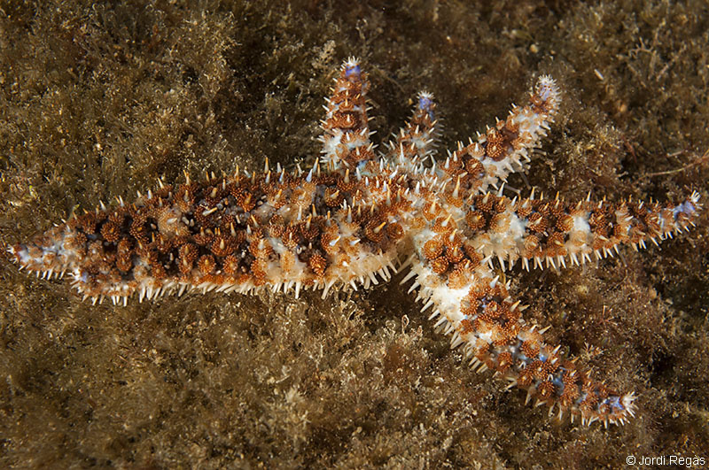 Club de Inmersión Biología :: 18. Estrellas de mar, Marthasterias glacialis