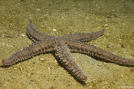 Club de Inmersión Biología :: 18. Estrellas de mar, Marthasterias glacialis