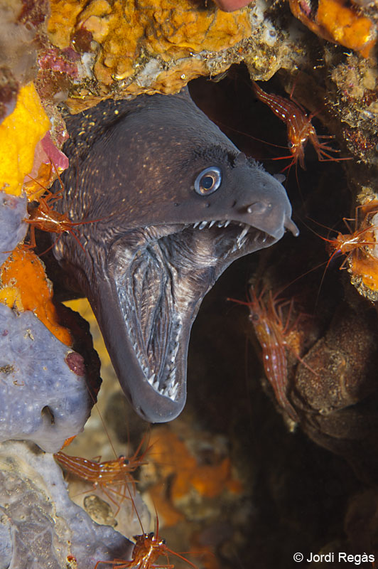 Dive Club of Biology :: 21. Bony fishes, Muraena helena