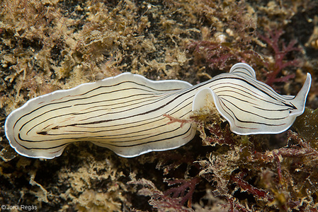 Mușchiul platyhelminthes planaria. Platyhelminthes vierme fluke. Platelminți - Wikipedia