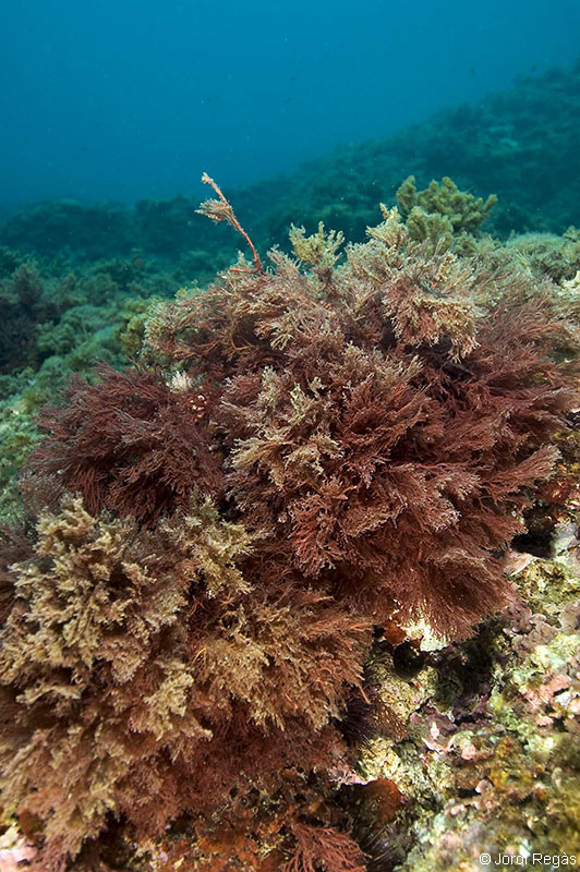 carrera Dato Comprensión Club de Inmersión Biología :: 02. Algas rojas, Sphaerococcus coronopifolius