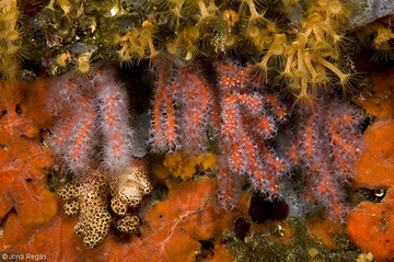 Club de Inmersión Biología :: 07. Cnidarios - Octocorales, Corallium rubrum