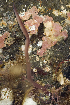 Club d'Immersió Biologia :: 10. Cucs, Leucocephalonemertes aurantiaca