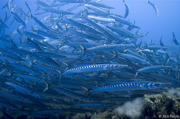 Dive Club of Biology 21. Bony fishes, Sphyraena sphyraena