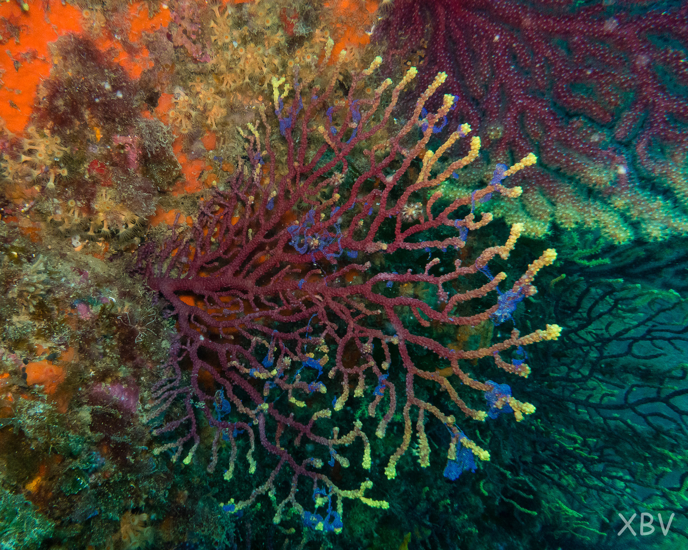 220529 Ullastre II 13 p