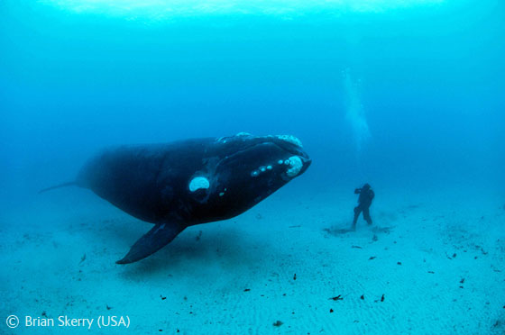 "Primer encontre", de l'americà Brian Skerry