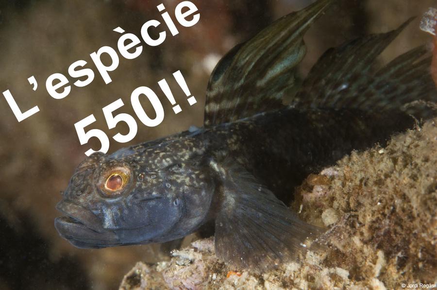 Gobius niger, una espècie difícil de veure
