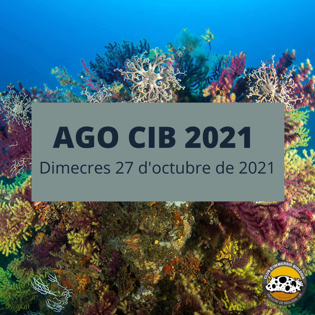 AGO CIB 2021 2