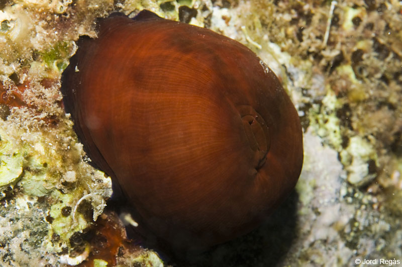 De dia l'Actinia es manté habitualment tancada