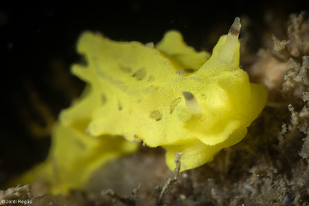 Aegires sublaevis