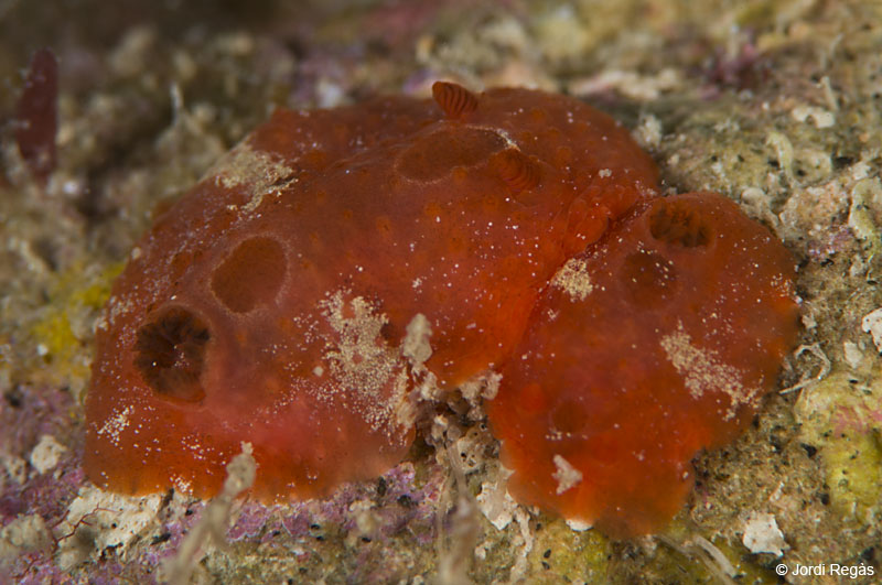 Copula de dos ejemplares