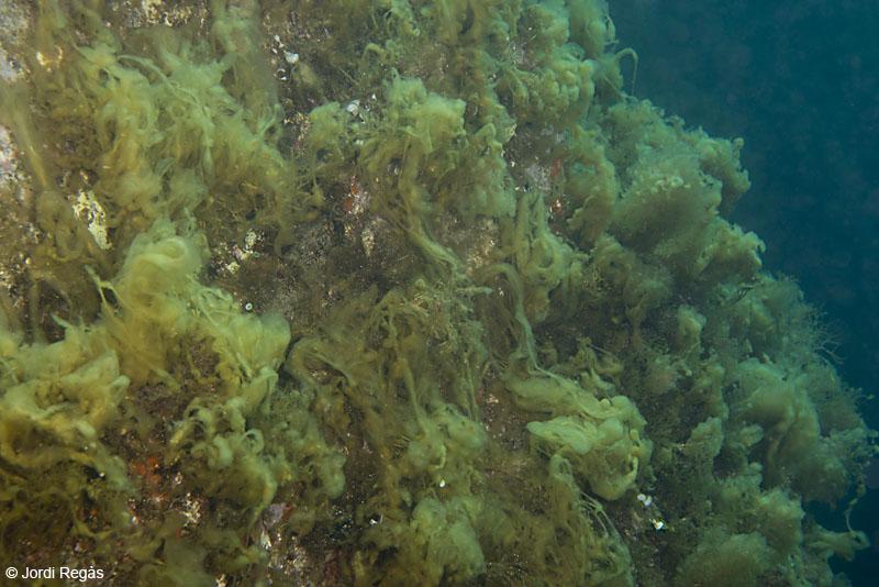 L'alga fotografiada a Palamós, a uns 12 metres de fondària