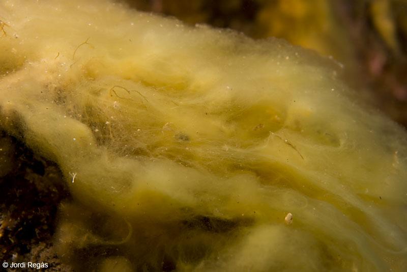 Alga mucosa02