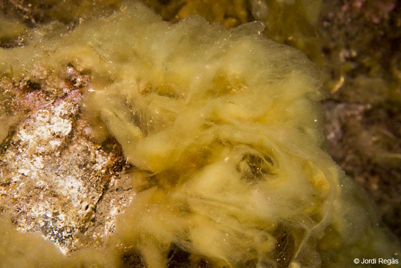 Alga mucosa03