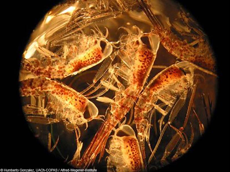 El "krill" ha estat el beneficiari final