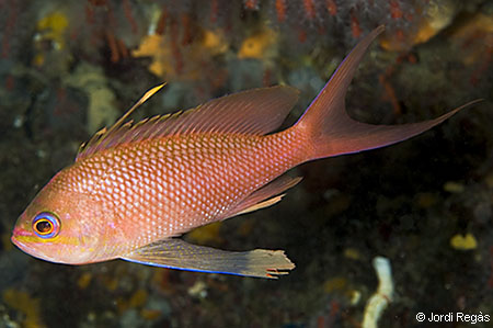 Anthias anthias