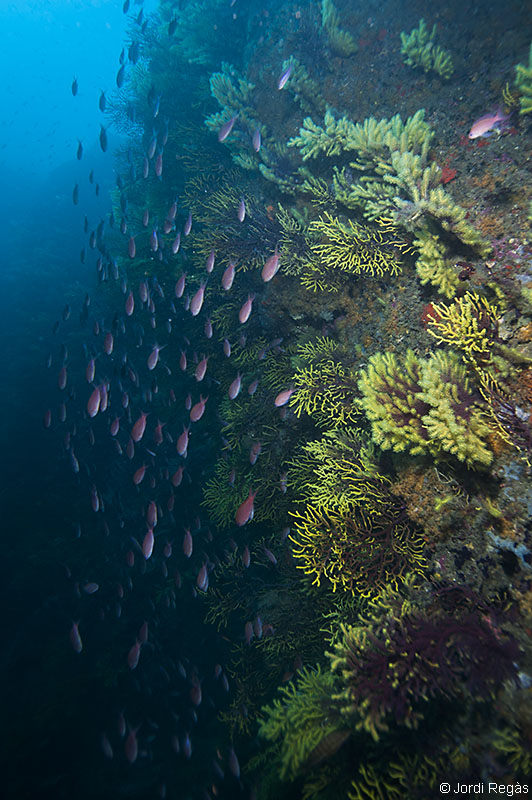Banco de Anthias sobre pared de Paramuricea