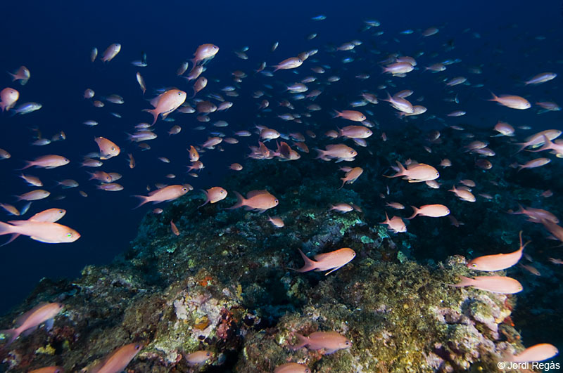 Nubes de Anthias nadan cerca del fondo a partir de unos 20 metros de profundidad