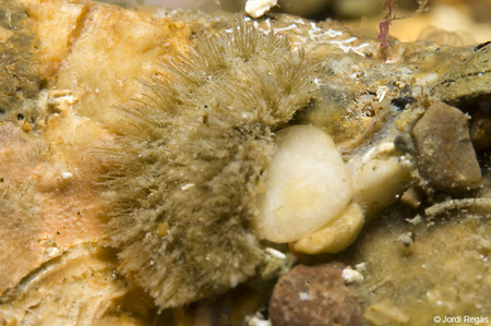 Aphrodita aculeata