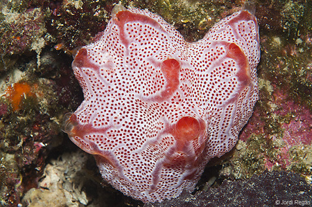 Aplidium elegans