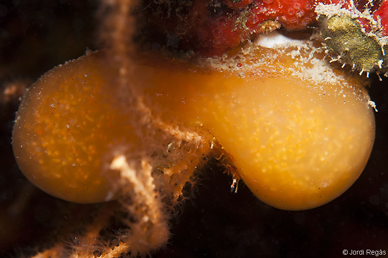 A. proliferum a veces también aparece con este aspecto liso
