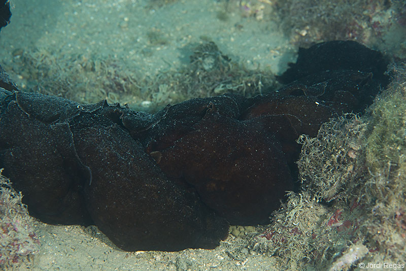 Cópula en cadena