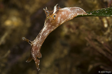 Aplysia parvula