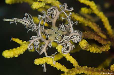 Astrospartus mediterraneus, una ofiura de fondària que trobem habitualment sobre la gorgònia Paramuricea clavata