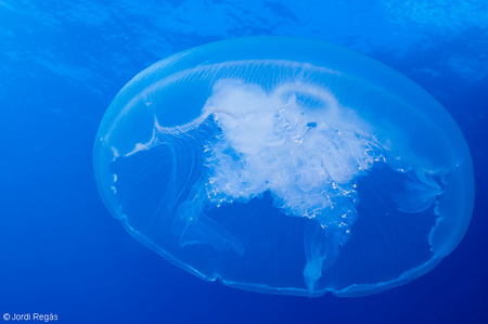 Aurelia aurita