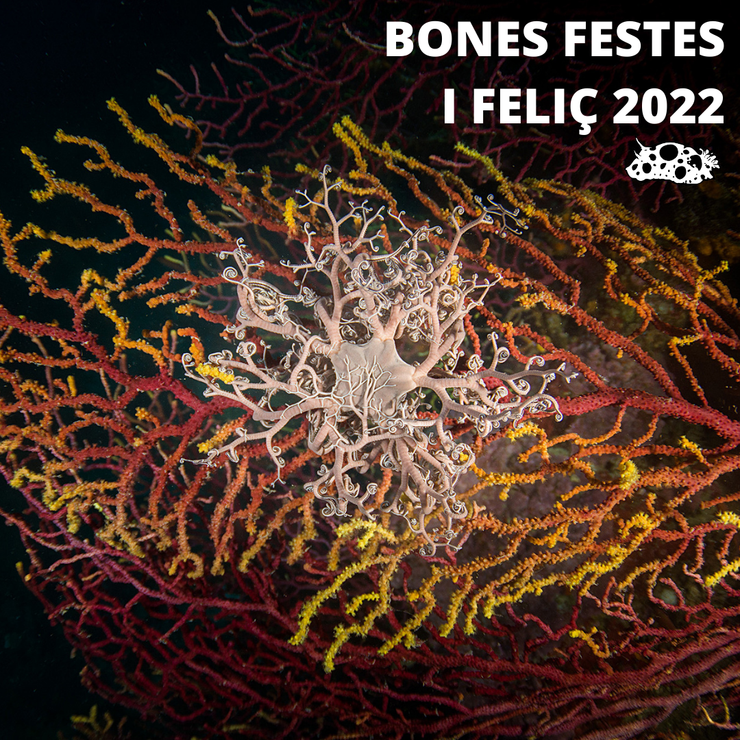 BONES FESTES I FELIC 2022