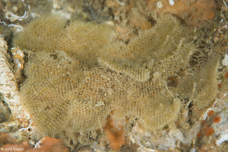Beania magellanica