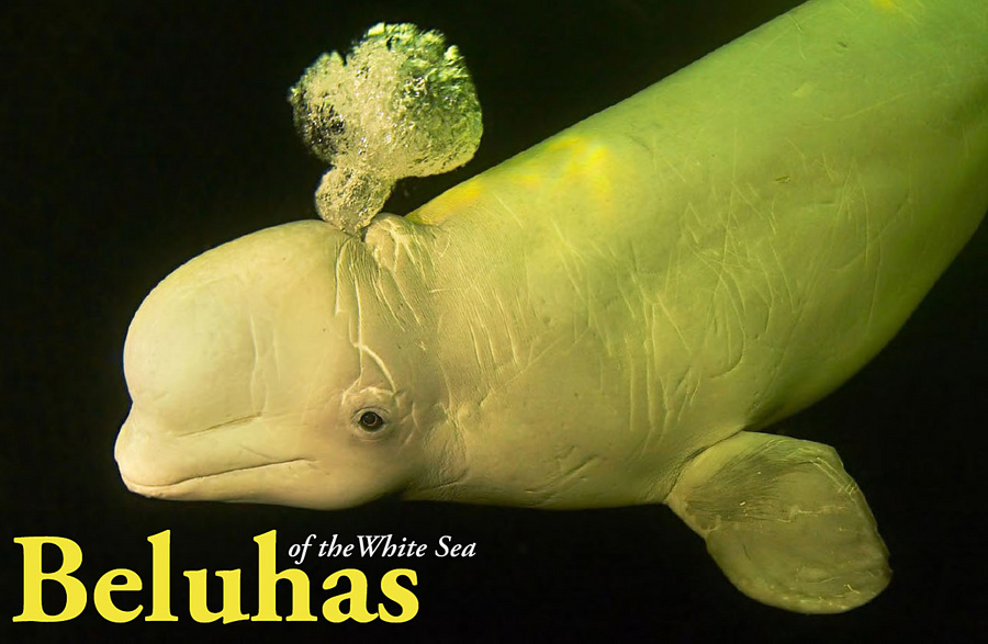 Beluga