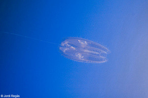 Bolinopsis cf. infundibulum