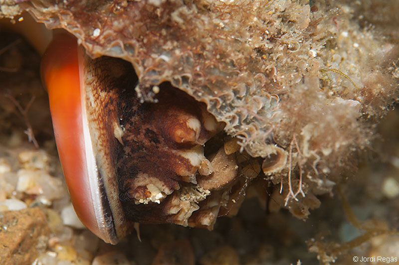 El caracterítico opérculo de B.rugosa