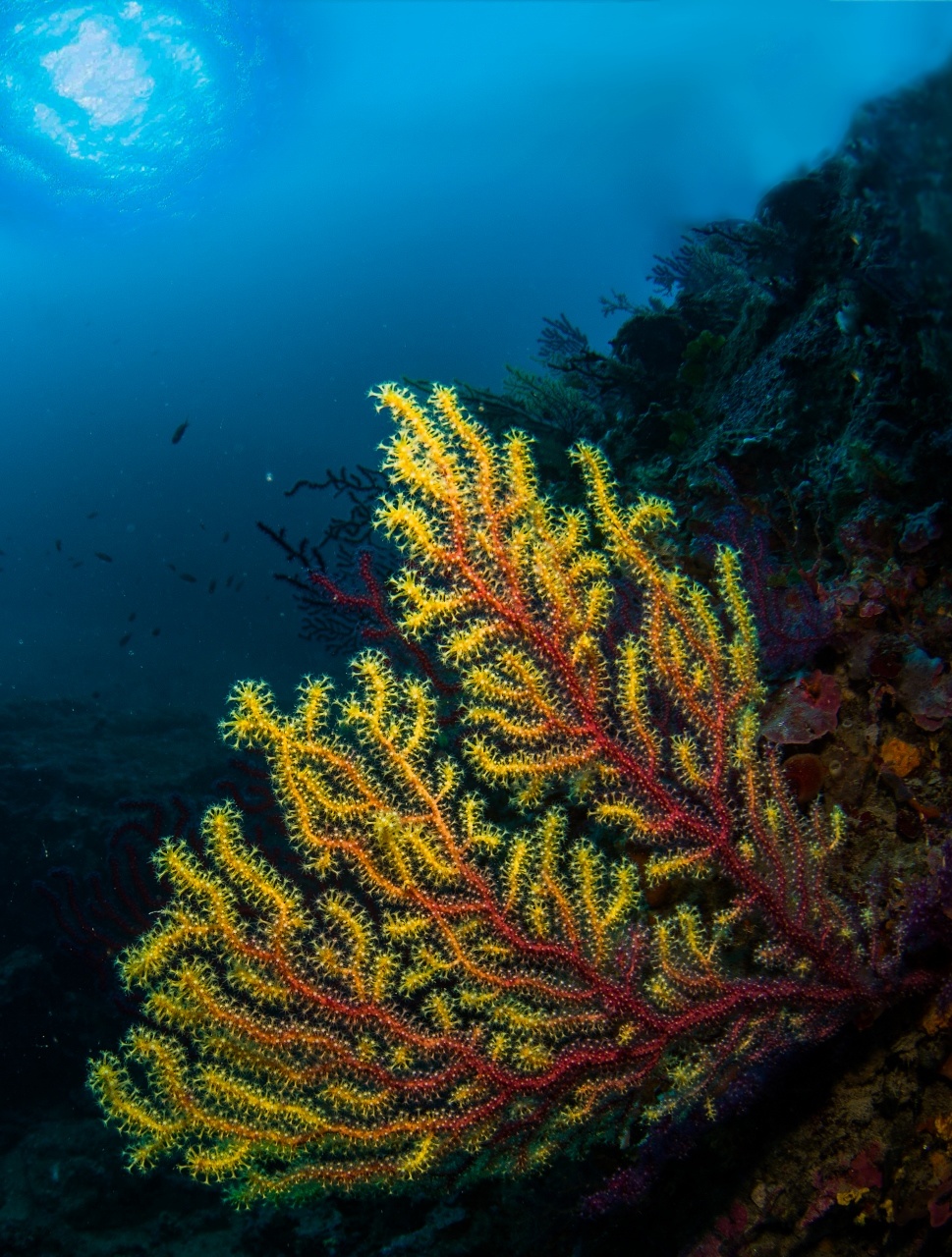 Paramunicea clavata, J. Colomer