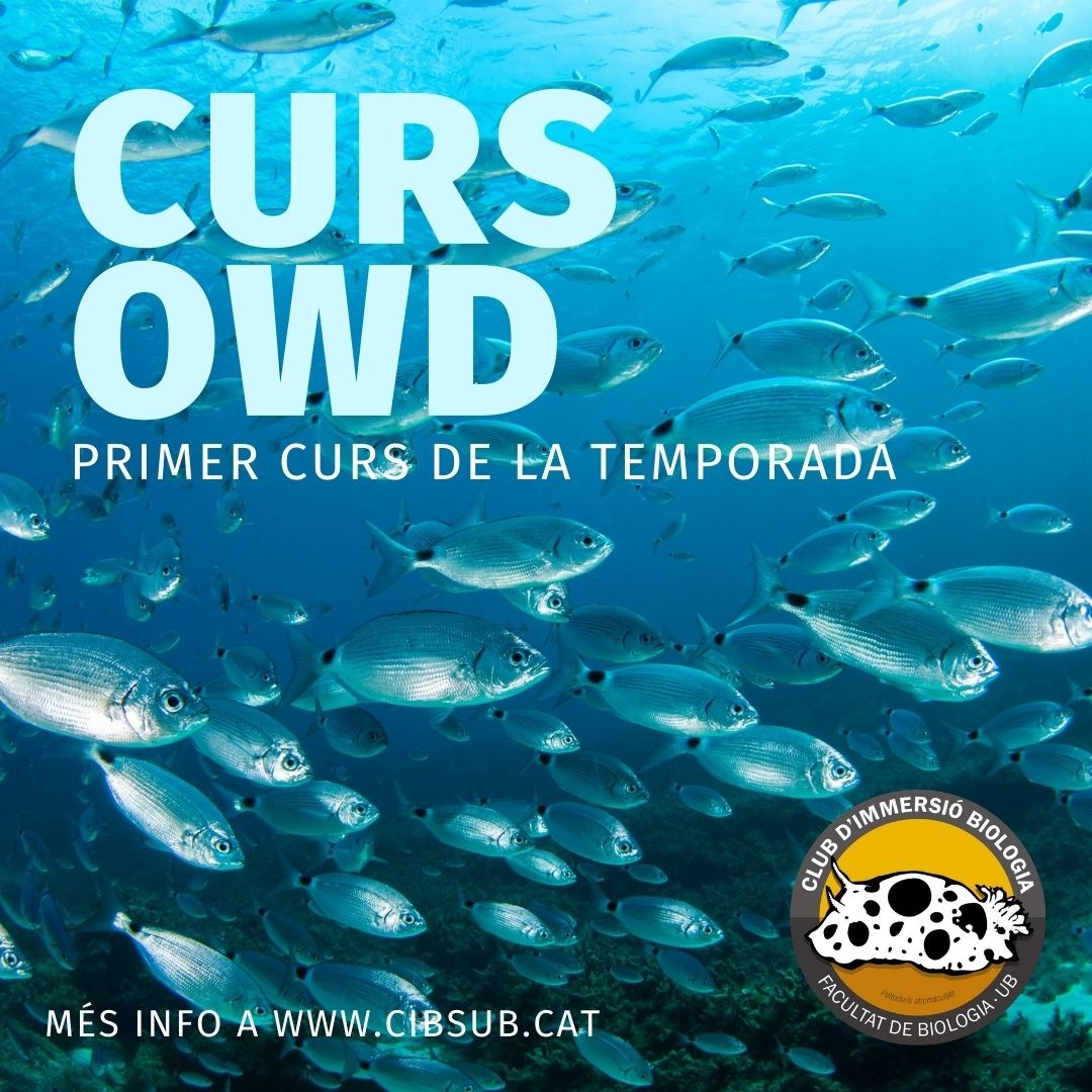 CURS OWD 2