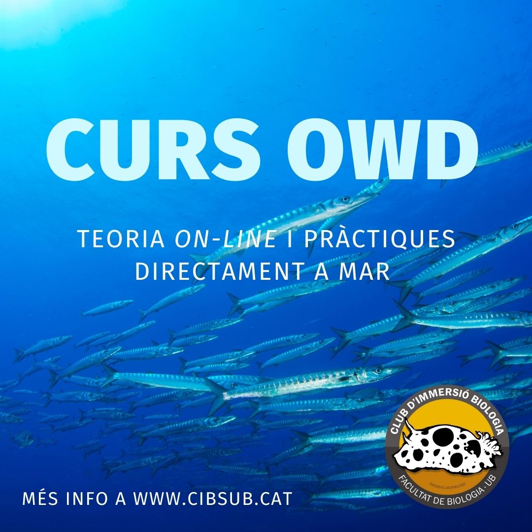 CURS OWD 3