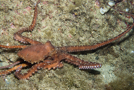 Callistoctopus macropus