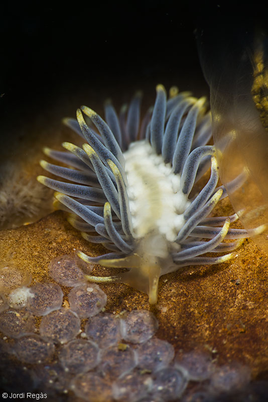 Las puestas de los peces son su alimento