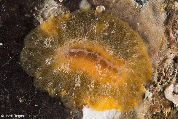 L'opistobranqui Carminodoris boucheti, una altre de les darreres incorporacions