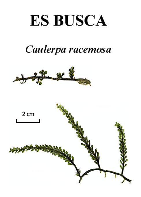 Caulerpa