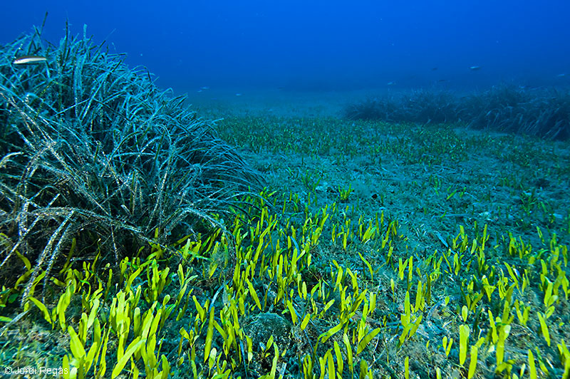 C. prolifera compite por el mismo espacio que P. oceanica