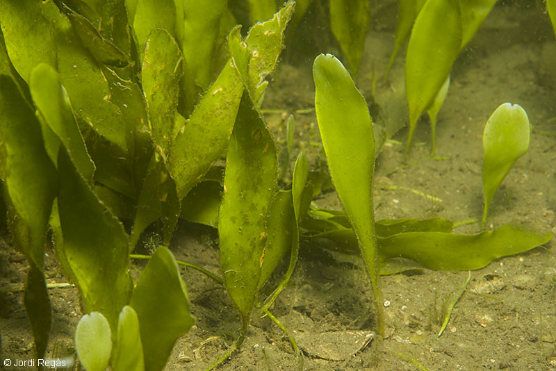Caulerpa prolifera de la bahía dels Alfacs