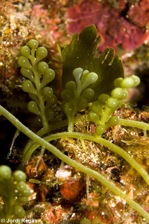 Caulerpa racemosa, fotografiada a l'illa de Pantelleria