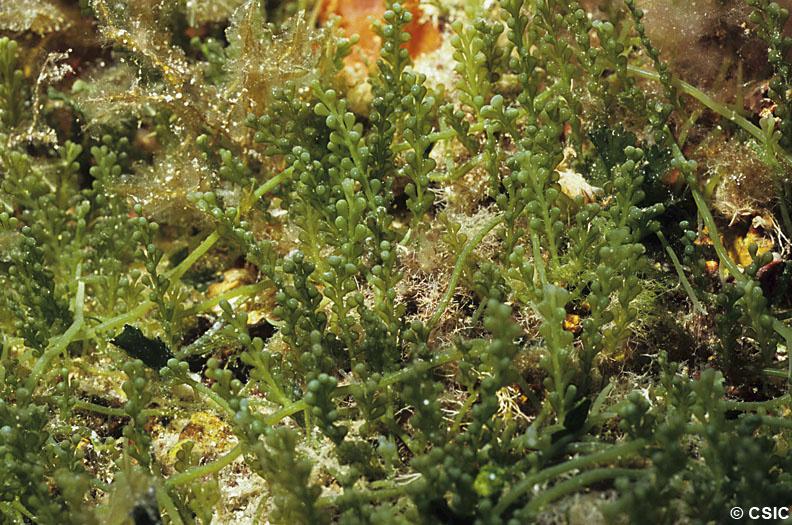 Caulerpa racemosa a l'arxipèlag de Cabrera
