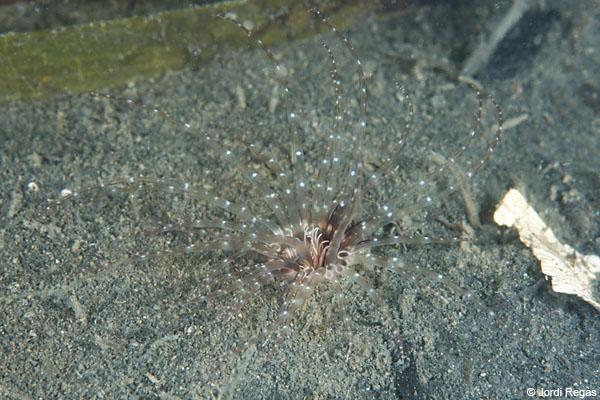 El parent petit dels ceriàntids, Cerianthus lloydii, també és nou a la guia del CIB